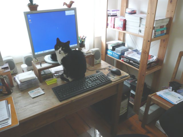 Office Cat